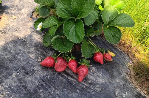 Strawberry Production Exceeds Expectations