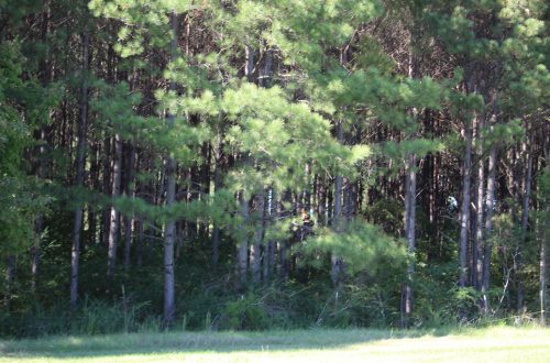 Mississippi Farmers Encouraged to Apply to the Emergency Forest Restoration Program
