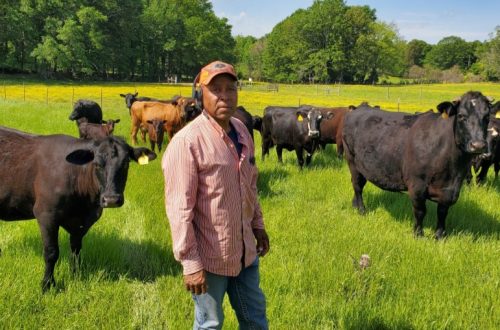 Mississippi Small Cattle Group: Bernard McKinney Farm
