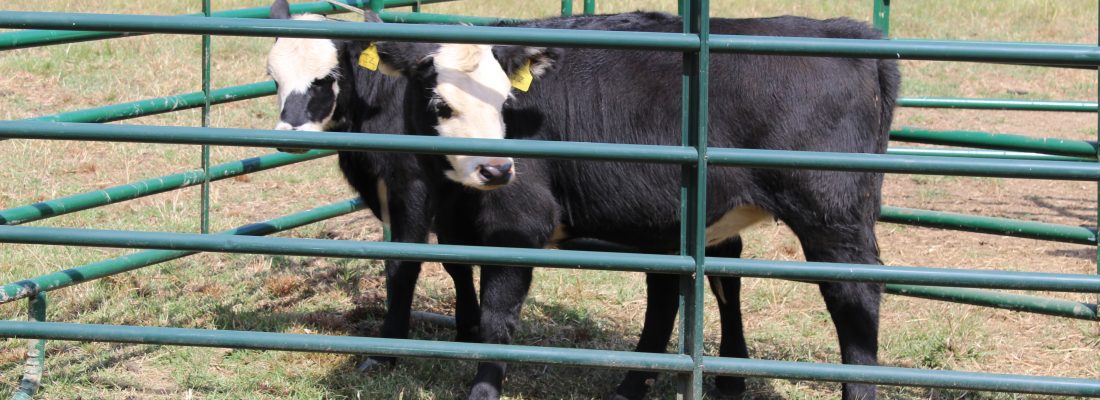 cattle