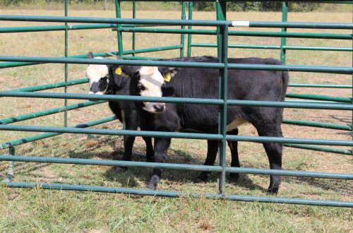 WCSHC Passed On Heifers