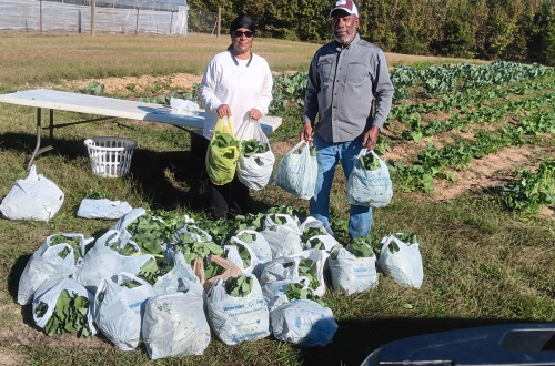 WCSHC Harvested Greens