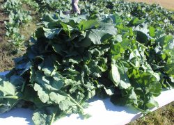 “The Winston County Self Help Cooperative Commitment”