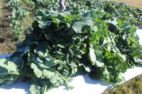 “The Winston County Self Help Cooperative Commitment”