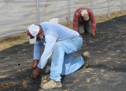 Winston County Self Help Cooperative Prepares for the 2026 Strawberry Season