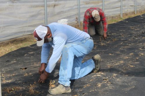 Winston County Self Help Cooperative Prepares for the 2026 Strawberry Season