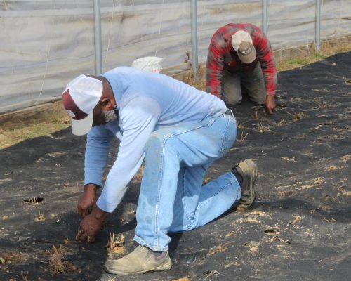 Winston County Self Help Cooperative Prepares for the 2026 Strawberry Season