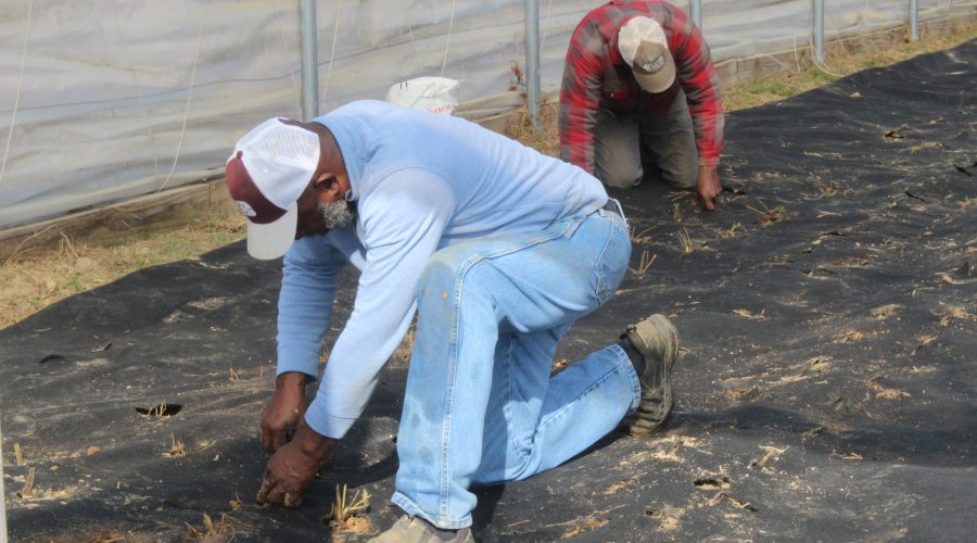 Winston County Self Help Cooperative Prepares for the 2026 Strawberry Season