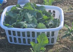 WCSHC Final Collard Greens Harvest