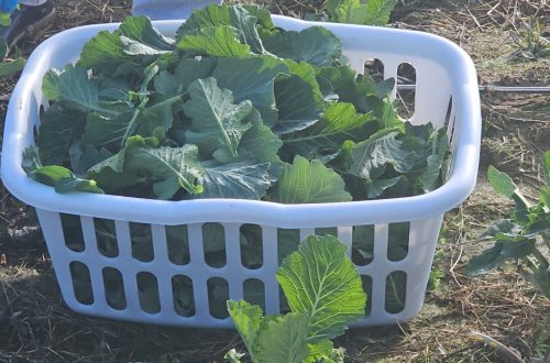 WCSHC Final Collard Greens Harvest