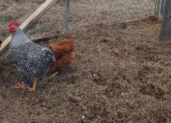 Allen Rekindled and Reconnected