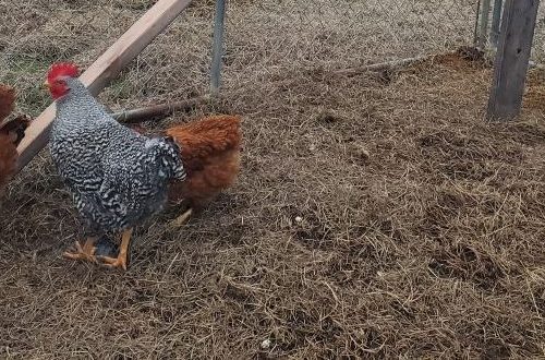 Allen Rekindled and Reconnected