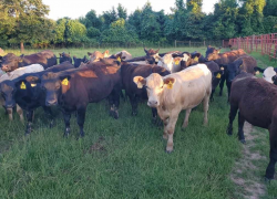 Allen McReynolds Herd Health Program 