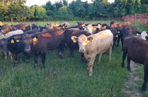 Allen McReynolds Herd Health Program 