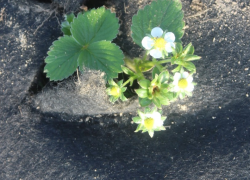 WCSHC 2026 Strawberry Crop
