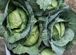 WCSHC 2025 Cabbage Crop