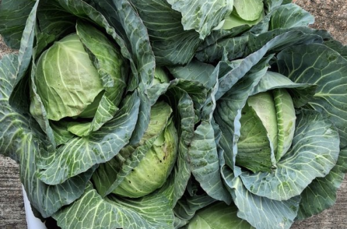 WCSHC 2025 Cabbage Crop