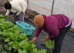 WCSHC Harvested and distributed Mustard greens 1.14.2026