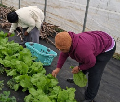 WCSHC Harvested and distributed Mustard greens 1.14.2026