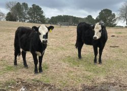 Heifer Project Success: James Carter Welcomes New Additions to His Farm