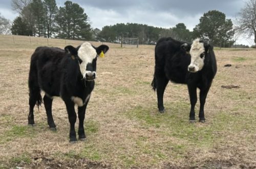 Heifer Project Success: James Carter Welcomes New Additions to His Farm