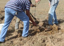 WCSHC Transplants Trees 03.05.26