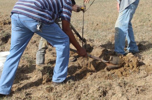 WCSHC Transplants Trees 03.05.26