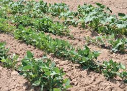 WCSHC’s 2026 Fall Crop